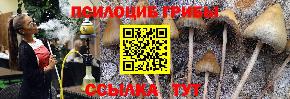 Егорьевск  Псилоцибиновые грибы Psilocybine cubensis  Вход с VPN 